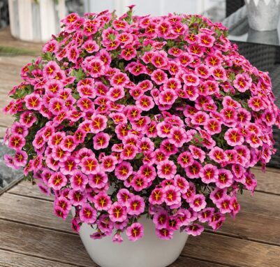 Kalibrahoja 'Tik Tok Rose'